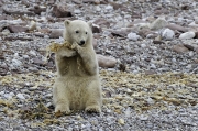 Ourson au Svalbard -  Marie-Hélène Gaudibert